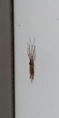Styringomyia