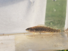 Etheostoma whipplei