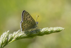 Lycaena tityrus