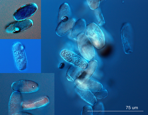 Erysiphe lonicerae