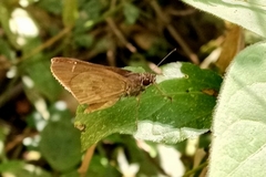 Cymaenes lepta