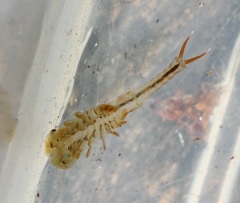 Eubranchipus neglectus