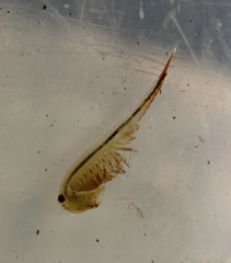 Eubranchipus neglectus