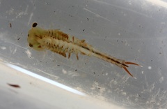 Eubranchipus neglectus