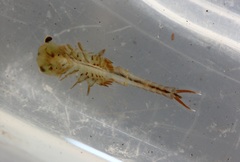 Eubranchipus neglectus