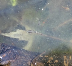 Eubranchipus neglectus