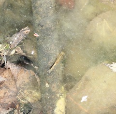 Eubranchipus neglectus