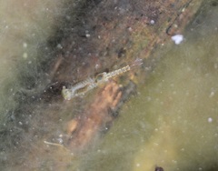 Eubranchipus neglectus