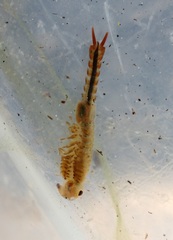 Eubranchipus neglectus