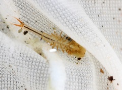 Eubranchipus neglectus