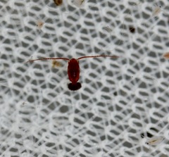 Diaptomidae