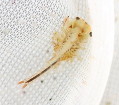 Eubranchipus neglectus