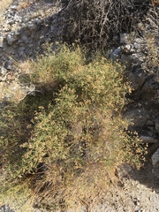 Baccharis brachyphylla