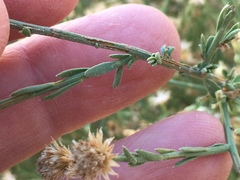 Baccharis brachyphylla