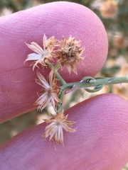 Baccharis brachyphylla