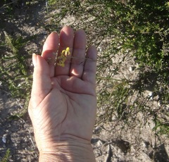 Bulbine filifolia