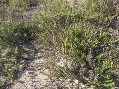 Bulbine filifolia