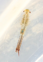 Eubranchipus neglectus