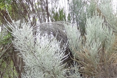 Seriphium passerinoides