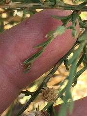 Baccharis brachyphylla