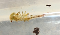 Eubranchipus neglectus