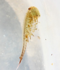 Eubranchipus neglectus