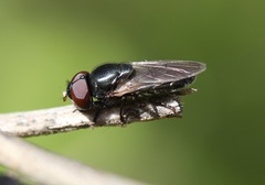 Chrysogaster