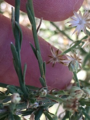 Baccharis brachyphylla