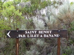 Seriphium passerinoides