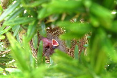 Sporophila nigricollis