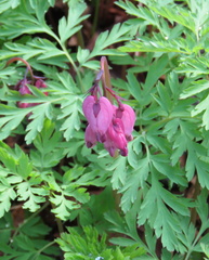 Dicentra formosa