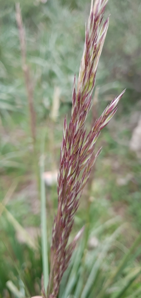 mauritanian grass