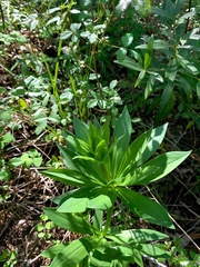 Lilium pardalinum