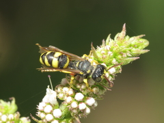 Cerceris sabulosa