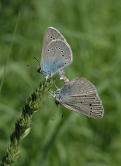Glaucopsyche lycormas