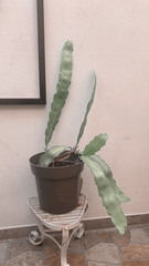 Epiphyllum oxypetalum