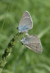 Glaucopsyche lycormas