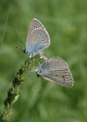 Glaucopsyche lycormas
