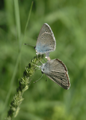Glaucopsyche lycormas
