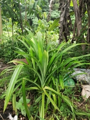 Pandanus amaryllifolius