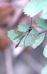 Pristomerus