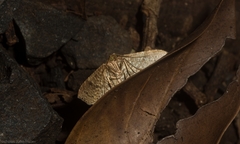 Addaea subtessellata