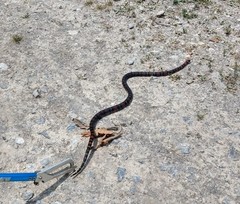 Lampropeltis polyzona