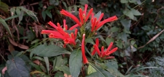 Aphelandra longiflora