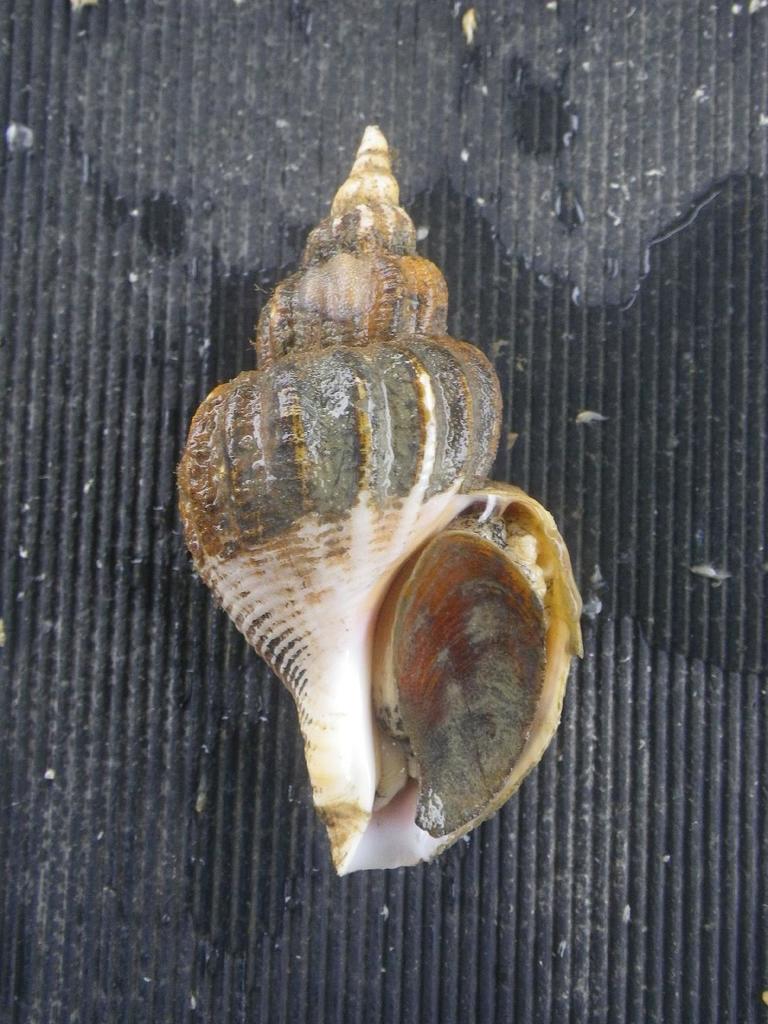 Beringiinae