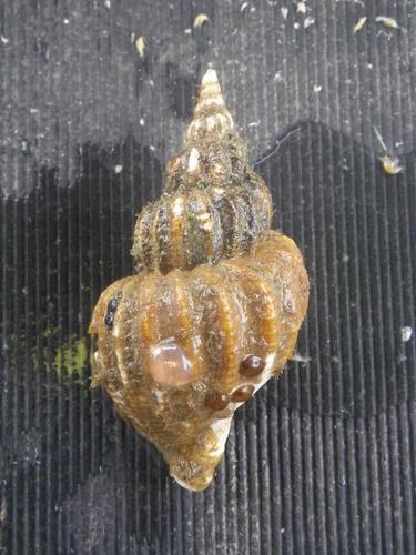 Beringius kennicottii