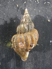 Beringius kennicottii