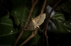 Addaea subtessellata