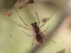 Frontinellina frutetorum