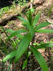 Lilium pardalinum